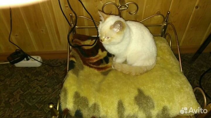 Лежанка для домашних животных