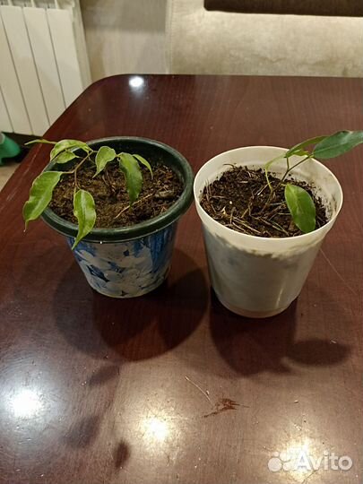 Фикус бенджамина