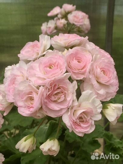 Пеларгонии сортовые