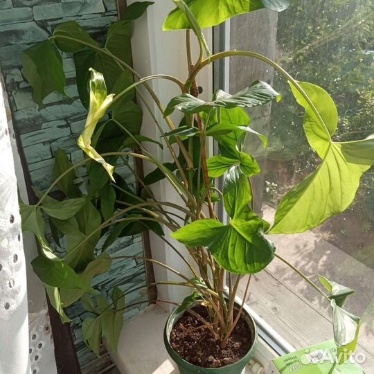 Комнатные цветы