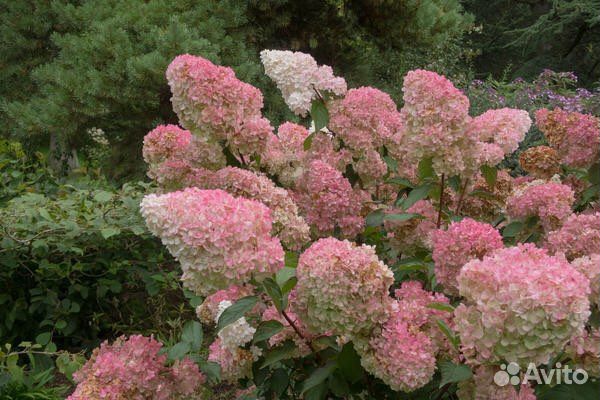 Гортензии метельчатые