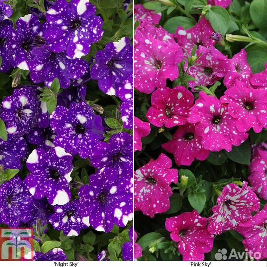 Рассада Петунии Крупноцветковая,вегетативная,ампел