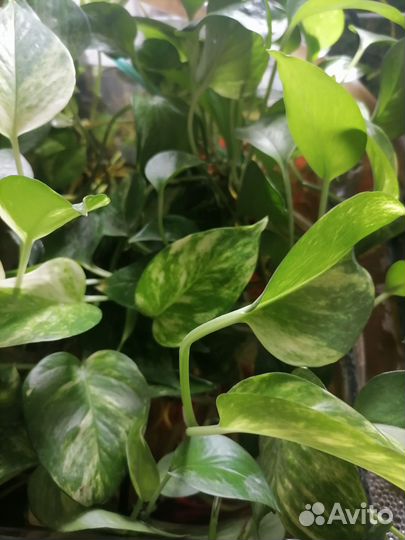 Сциндапсус Голден Квин