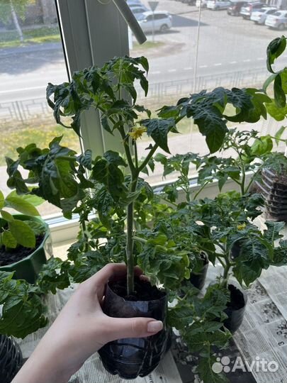 Рассада томатов