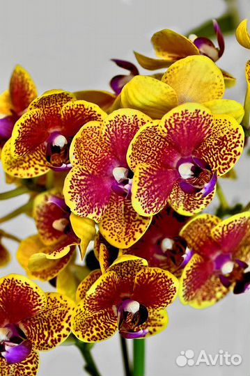 Орхидея Phal. Sogo Vieker 'Golden Monkey'