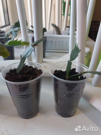 Цветок декабрист