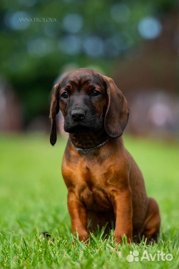 Баварская горная гончая