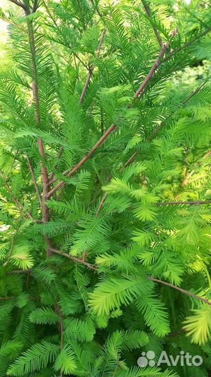 Метасеквойя