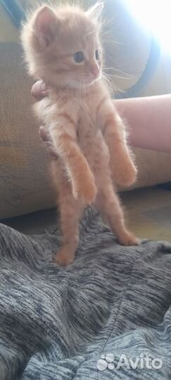 Кошка в дар бесплатно