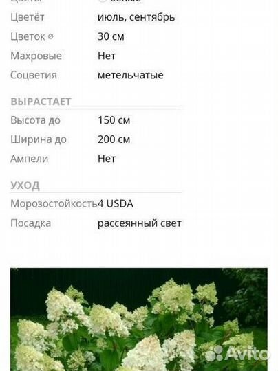 Гортензия сильвер доллар