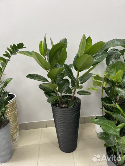 Фикус Абиджан Черный 3 ствола