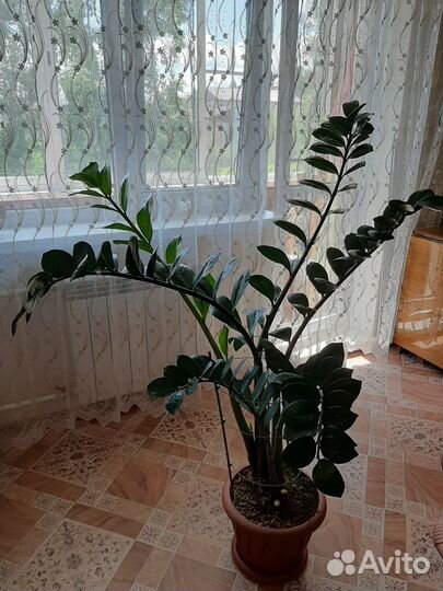 Замиокулькас Долларовое дерево