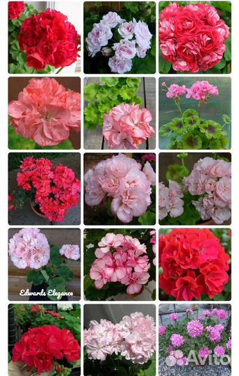 Пеларгония герань