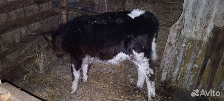 Телка бычок