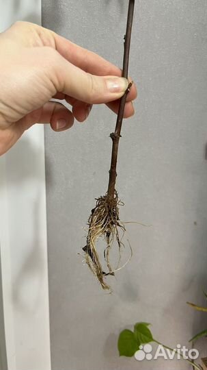 Гибискус кленовидный махагон