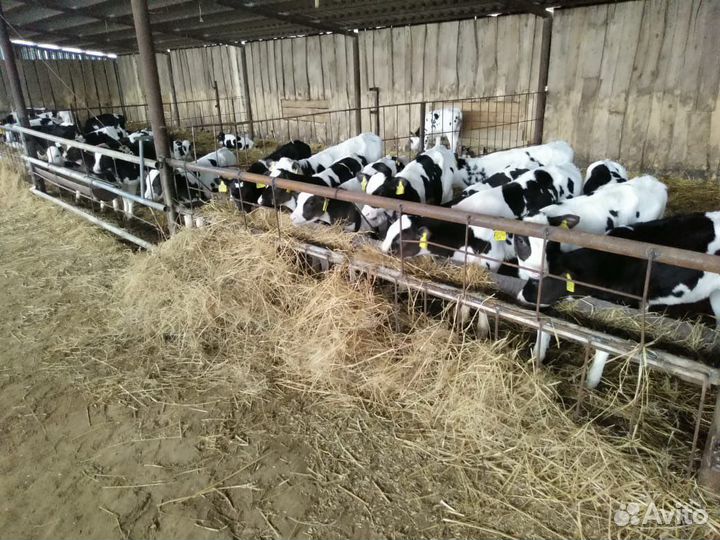 Телята бычки