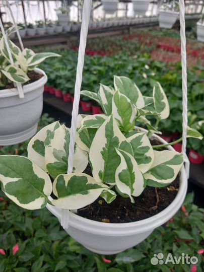 Эпипремнум