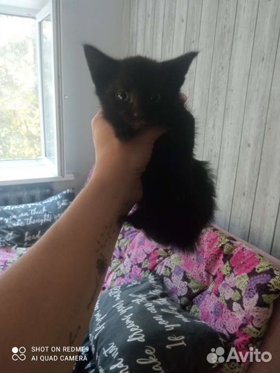 Котик найденышь