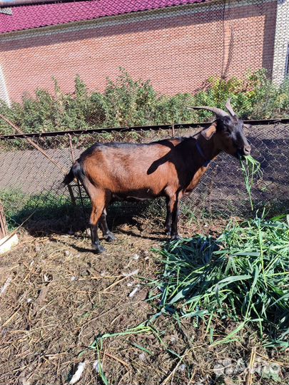 Козы дойные и козлы