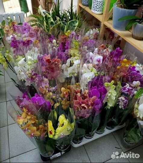 Орхидеи и другие комнатные растения