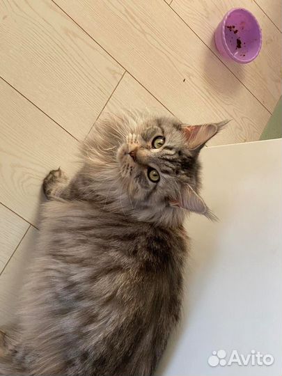Отдам кошку мейн кун