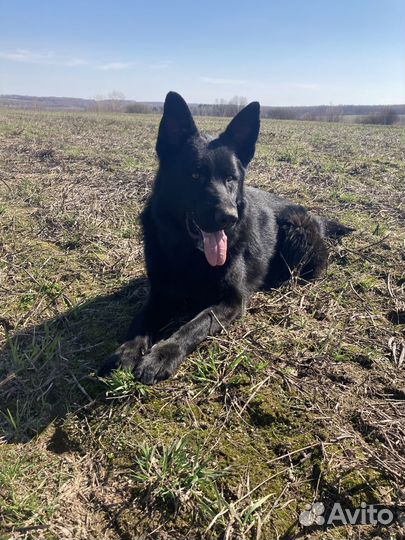 Немецкая овчарка вязка. Кобель 3 года
