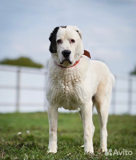 Алабай в дар