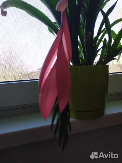 Бильбергия.Комнатное растение