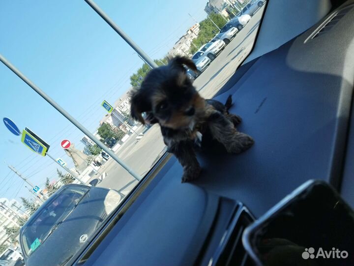 Йоркширские терьеры. Доставка из Челябинска