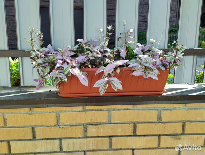 Традесканция зебрина двух расцветок