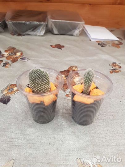 Кактусы и суккуленты