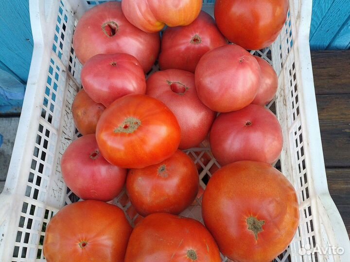 Помидоры