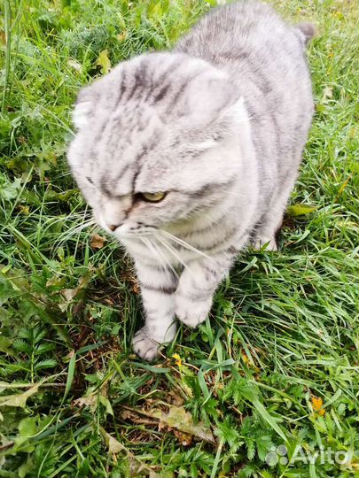 Котята от Шотландской вислоухой кошки Бесплатно