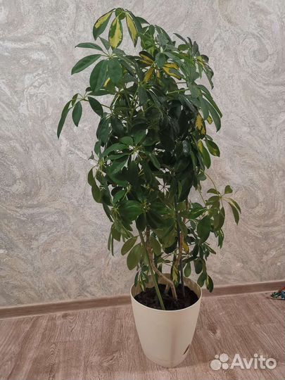 Шеффлера. Домашнее растение