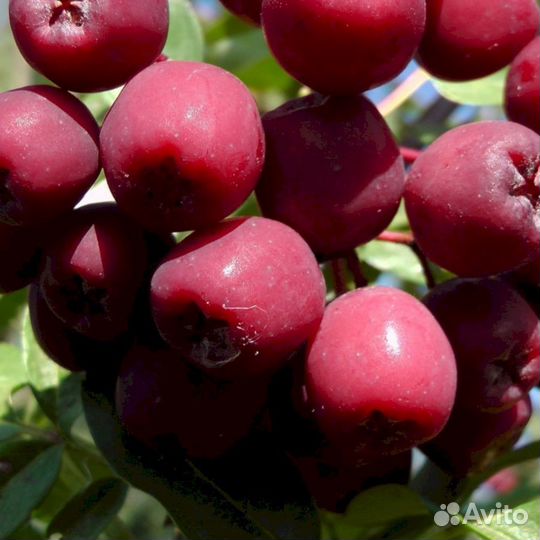 Саженцы рябины Гранатная