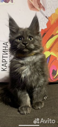 Красавцы Мейн кун