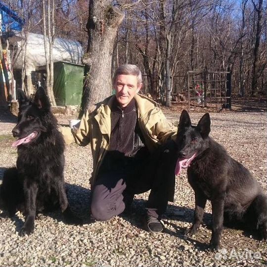 Немецкая овчарка