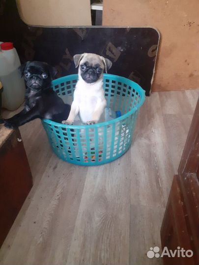 Щенки мопса девочки