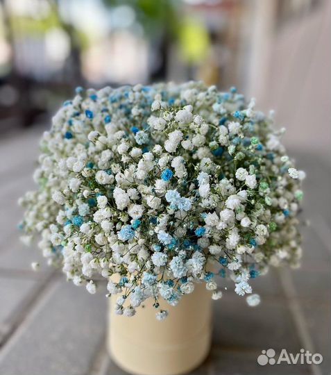 Гипсофила в коробке