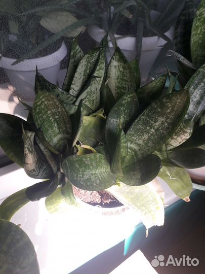 Сансевиерия