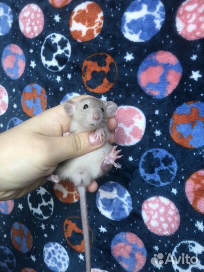 Декоративные крысы