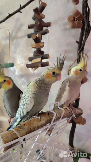 Попугай корелла птенец ручная девочка