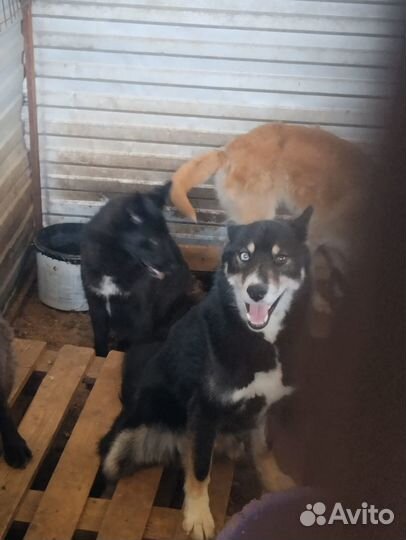 Метис хаски