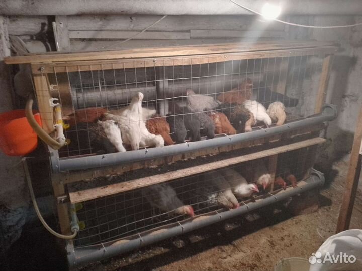 Куры молодки