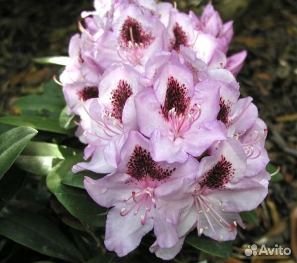 Rhododendron hybrid Humboldt