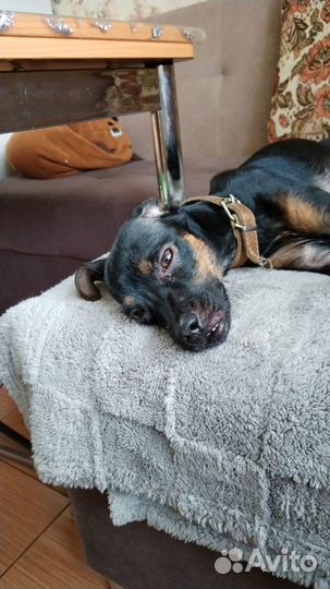 Собачка потеряшка