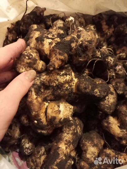 Топинамбур клубни свежие