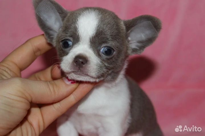 Щенок Чихухуа Девочка стандарт