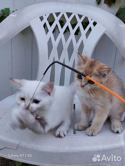 Котята золотая и серебристая шиншила