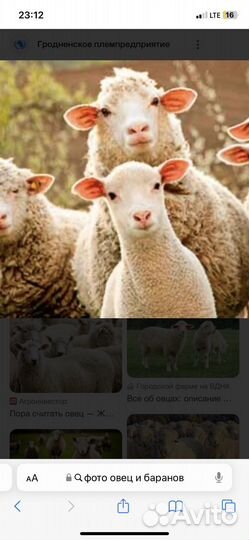 Овцы бараны ягнята